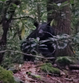 black bear in the Great Smoky Mountains